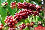 3 loài cà phê được trồng ở Việt Nam